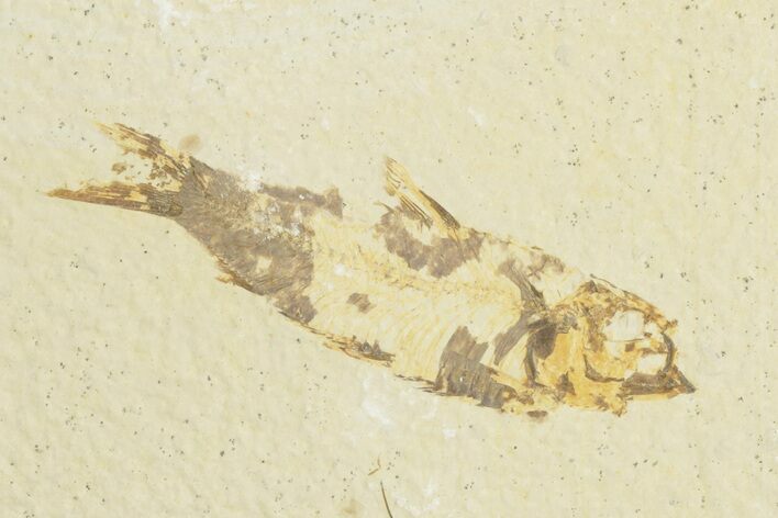 Fossil Fish (Knightia) - Wyoming #209925